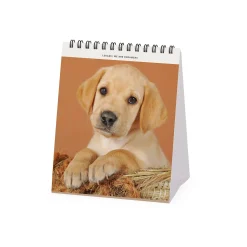 Legami Tischkalender*Tischkalender 2025 - 12 x 14,5 cm